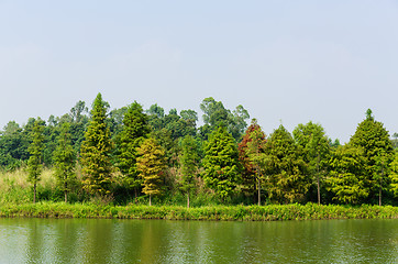 Image showing Wetland