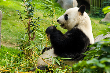 Image showing Giant Panda eating bamboo
