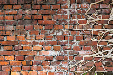 Image showing Tree root on brick wall