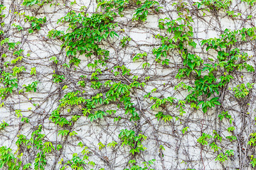 Image showing Green creeper on cement wall
