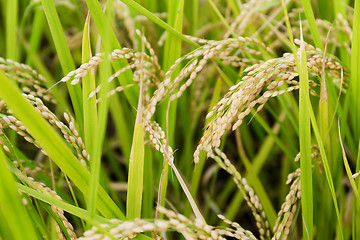 Image showing Rice field