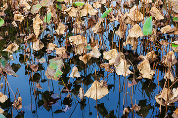 Image showing Dead lotus in autumn 