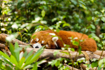 Image showing Sleepy Red Panda