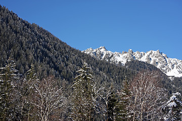 Image showing Chamonix forest mountain