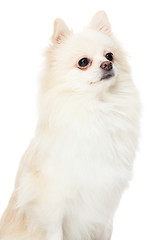 Image showing Pomeranian dog