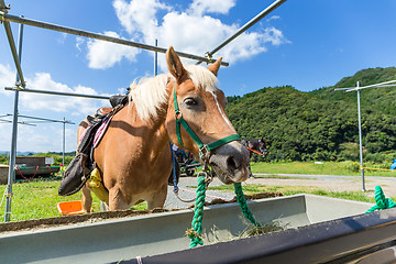 Image showing Horse in paddock and eating the dry grass