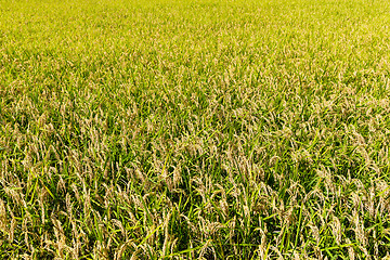 Image showing Rice field