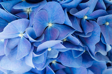 Image showing Blue Hydrangea Flower