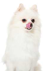 Image showing Pomeranian dog show with tongue