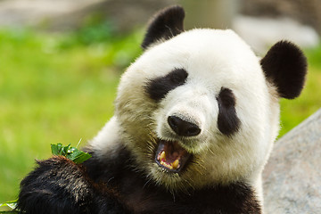 Image showing Panda bear eating bamboo