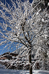 Image showing Snow covered trees