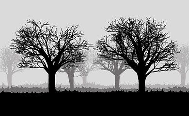 Image showing forest in the dark mist, trees silhouettes