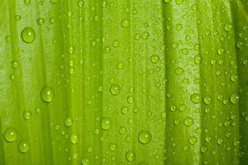Image showing water drops on green plant leaf 