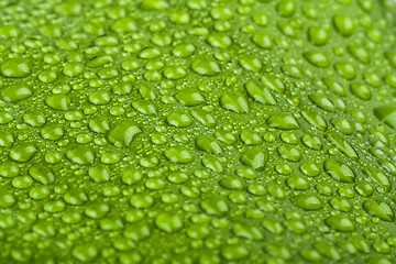 Image showing water drops on green plant leaf 