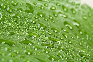 Image showing water drops on green plant leaf 