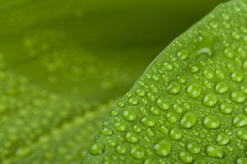 Image showing water drops on green plant leaf 