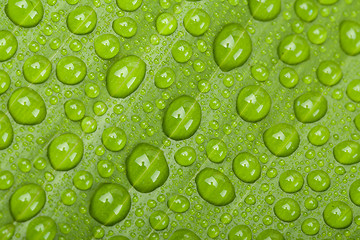 Image showing water drops on green plant leaf 