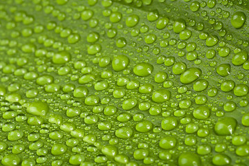 Image showing water drops on green plant leaf 