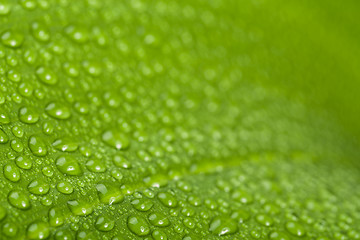 Image showing water drops on green plant leaf 