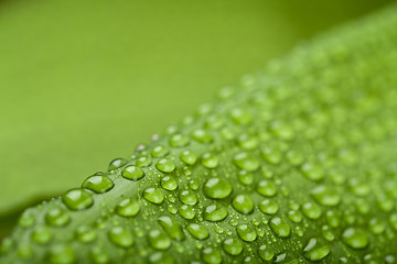 Image showing water drops on green plant leaf 