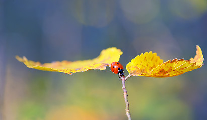 Image showing Ladybug on leaf in autumn time