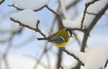 Image showing Great tit on a snowy branch