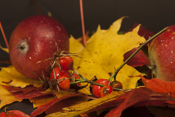 Image showing fall