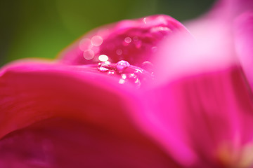 Image showing dhalia purple flower