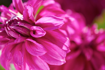 Image showing dhalia purple flower