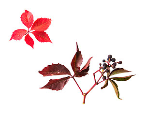 Image showing autumn grape leaves and bunch with berries