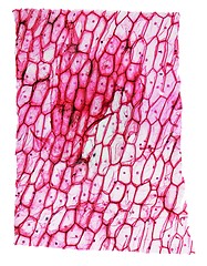 Image showing Onion epidermus micrograph