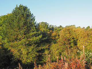 Image showing Tree top