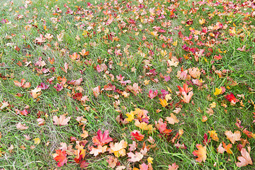 Image showing close up of fallen maple leaves on grass