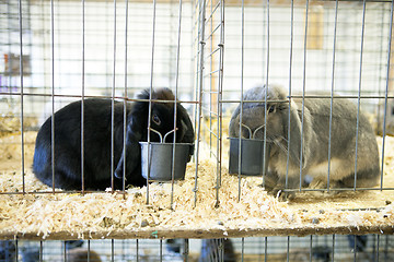 Image showing Gray French Lop Rabbit