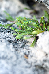 Image showing Tropical Green Bermuda Plant