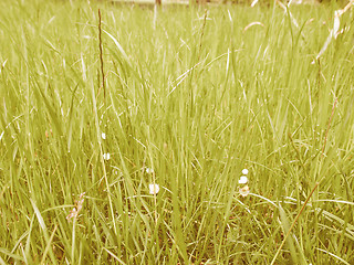 Image showing Retro looking Grass meadow