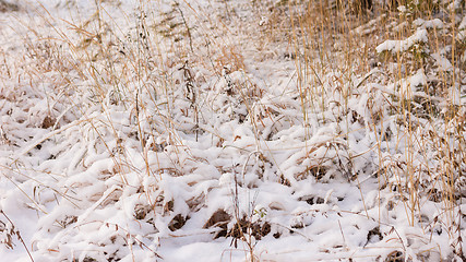 Image showing Winter scene