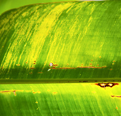 Image showing  thailand in  of a  green  black   kho samui  the light  abstrac