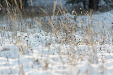 Image showing Winter scene