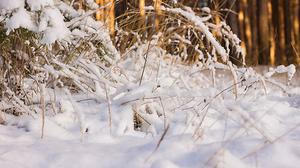 Image showing Winter scene