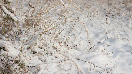 Image showing Winter scene