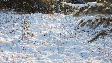 Image showing Winter scene