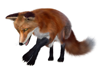 Image showing Red Fox