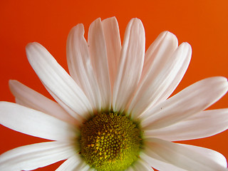 Image showing summer daisy orange