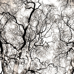 Image showing park in london spring sky and old dead tree 