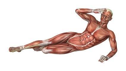 Image showing Muscle Maps