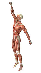 Image showing Muscle Maps