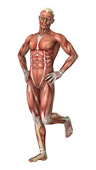 Image showing Muscle Maps
