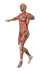 Image showing Muscle Maps