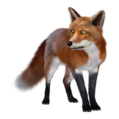 Image showing Red Fox